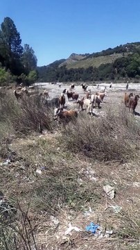 Goats Grazing in Forest Serenity