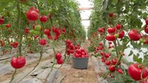 Tomato harvesting |Tomato farming |Tomato fields |Tomato cultivation |greenfieldTV |viral |shorts