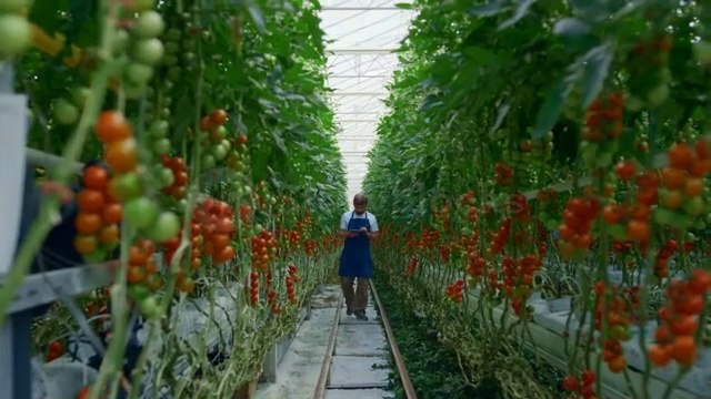 Tomato Harvest #Tomato cultivation #Tomato production #tomato farming
