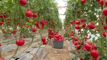 Tomato Harvest |Tomato farming |Tomato cultivation |Tomato fields