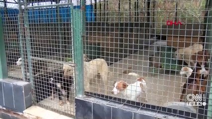 Saldırgan sokak köpekleri düzenlemesi çalışmaları devam ediyor