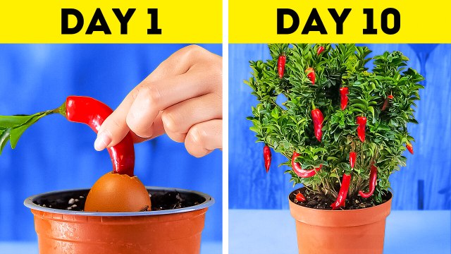 Unusual ways to grow your own fruits and vegetables at home
