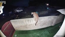 Puma es grabado deambulando dentro de casa en California