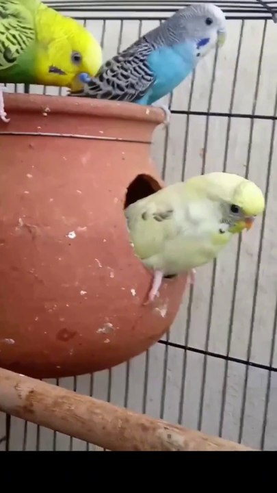 Beautiful Birds #shots