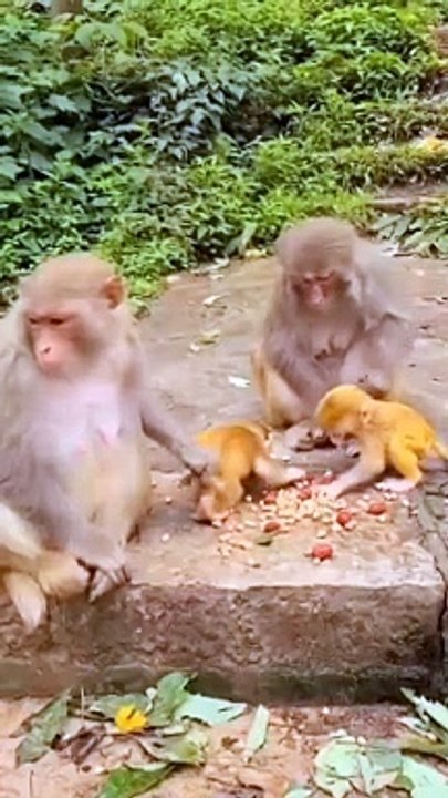 Monkey eating