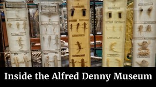 Inside the Alfred Denny Museum