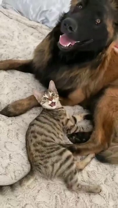 _cat_dog__animals___