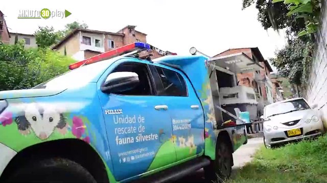 Rescataron a un hermoso mono capuchino en Barbosa tenía sus dientes cortados