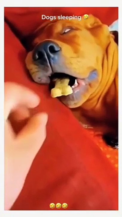 Los perros más grandes del mundo