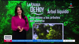 El árbol líquido podría ser una alternativa para las ciudades muy contaminadas