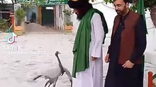 See the bird's love for man/birds lover