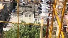 How high is the net made for high-flying pigeons?