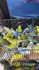 So cute video of Australian parrots