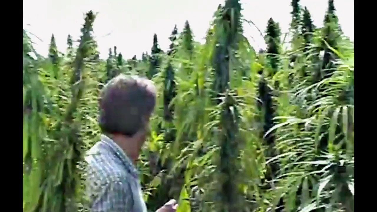 Weed Bandits 2 (2011) stream deutsch anschauen