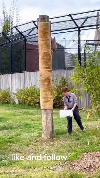 Funny vido funny animal animal vido