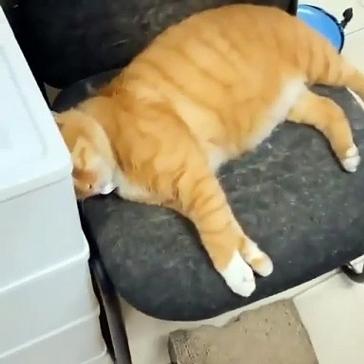 snore cat