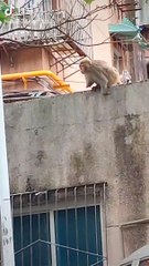 Best funny monkey enjoy the best funny reels on my channel