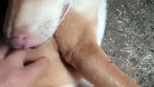 Pet's Are Family ! 