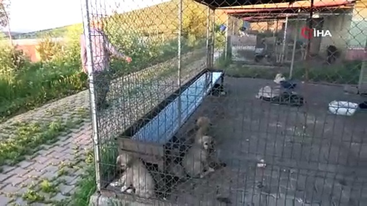 Vicdansızlar! Sokak köpeklerini toplu halde zehirleyerek öldürdüler