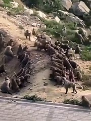 "الحياة الفطرية" تبدأ معالجة تجمُّعات للقرود في النماص