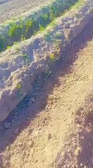 Islamic Post: Insights & Inspiration ✨