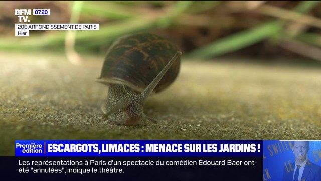 Comment protéger son jardin des escargots et des limaces?