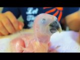 Baby chicks feeding