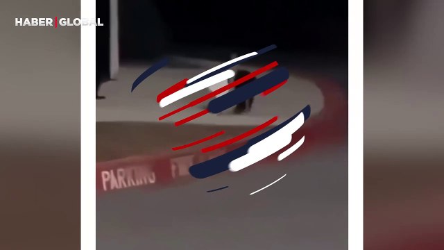 Görme engelli arkadaşını bir an ile yalnız bırakmayan sokak kedisi izlenme rekoru kırdı