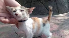 DOGS are Homies with Kitten?!? Cat videos Purr Cat soun