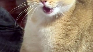 Cats funny videos