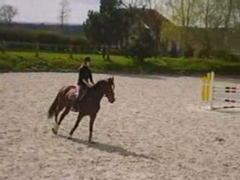 kamélia du verger et moi