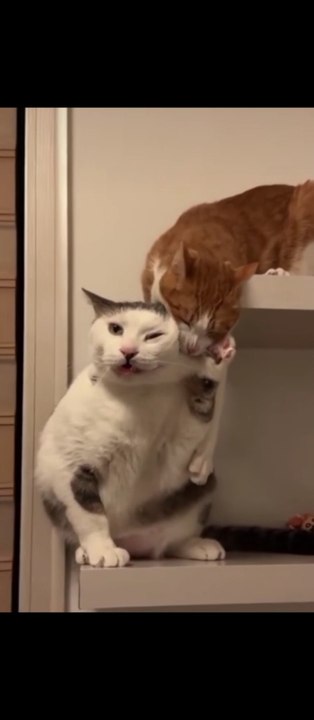 Cutest Funny Animals Video #1