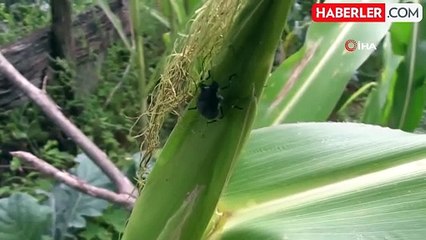 Sıcaklıkların artmasıyla böcek sokma vakaları arttı