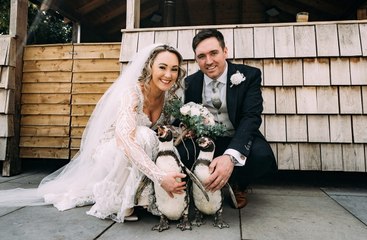Heartwarming Wedding Surprise: Penguin Ring Bearers Steal the Show 🐧