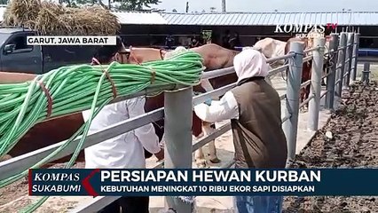 Kebutuhan Meningkat 10 Ribu Ekor Sapi Disiapkan