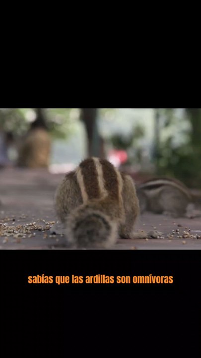 Curiosidades de las Ardillas