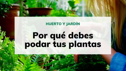 Por qué debes podar tus plantas