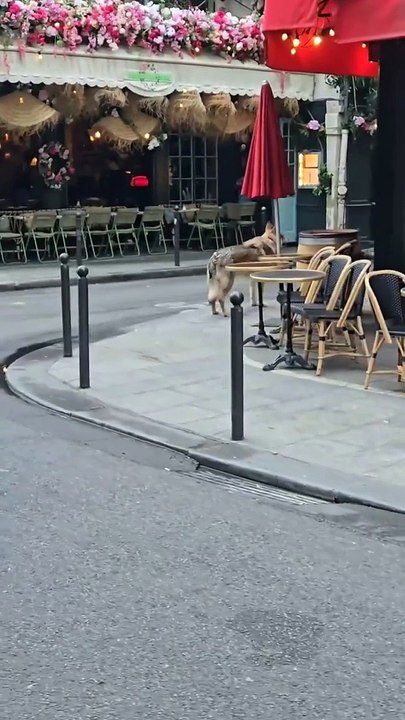 Un chien-loup garde une femme à Paris