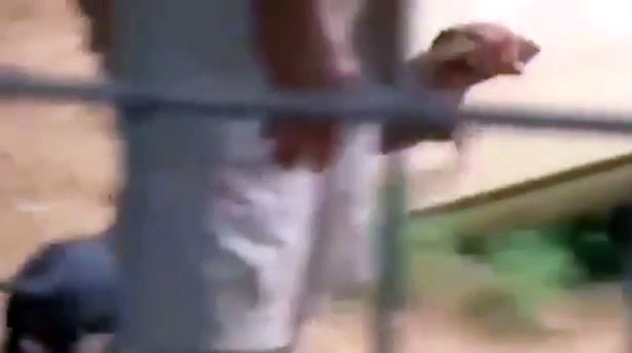 Ce lion handicapé et ses improbables amis teckels qui sont inséparables depuis que le lion est un lionceau ❤️