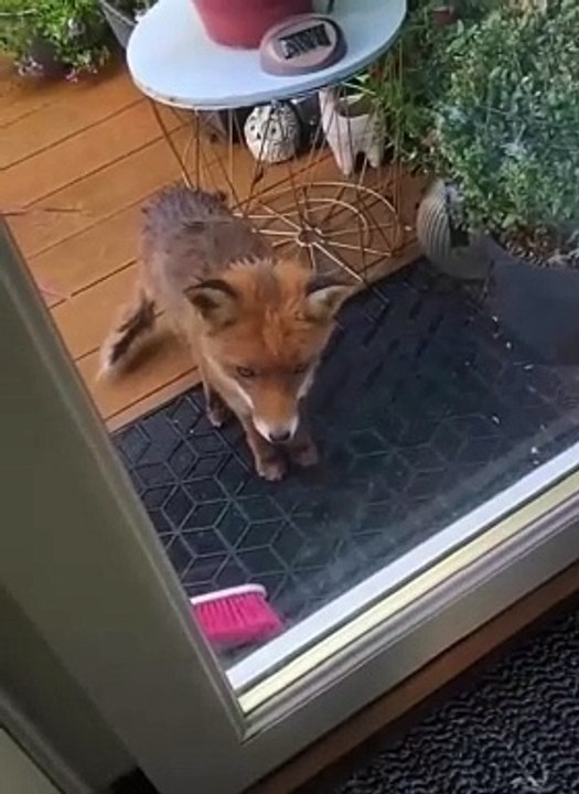 Elle a donné à manger à un renard affamé et il est revenu avec des amis