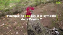 Pourquoi le coq est-il le symbole de la France ?