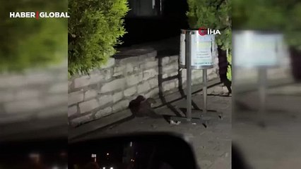 Yer Karabük: Site içerisinde görenler şaşkına döndü! "Ağzına yavrusunu aldı, kaçtı"