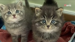 Deux chatons non sevrés sont abandonnés dans la rue : ils ont un réflexe qui va changer leur vie (vidéo)