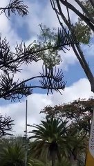 Tala de un árbol en el parque García Sanabria / AH / BELA CABRERA