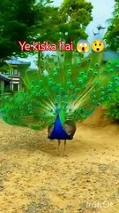 Surah_Ikhlas_Urdu_#islamicvideo_#vairal__Foll_By_Sheikh_Yasir_with_the_Event_full_By(360p)