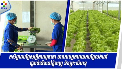 [31-05-24] កសិដ្ឋានបន្លែសុវត្ថិភាពបូកគោ មានសមត្ថភាពយកបន្លែលក់នៅផ្សារទំនើបនៅភ្នំពេញ និងព្រះសីហនុ