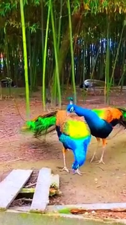 Very beautiful Peacock 