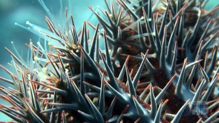 Discovery Crown of Thorns Starfish Monster from the Shallows