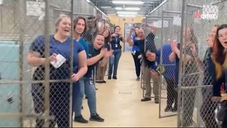 Le personnel de ce refuge pour chiens fait une célébration très spéciale : la vidéo suscite plus de 1 000 commentaires