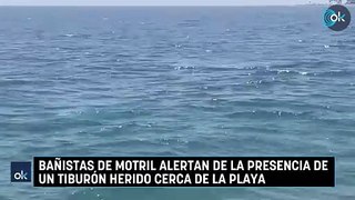 Bañistas de Motril alertan de la presencia de un tiburón herido cerca de la playa